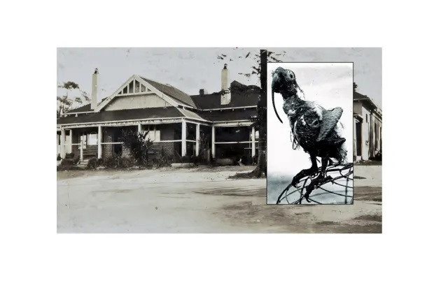 Trên thực tế, con vẹt mào Cocky Bennett sống thọ tới 120 tuổi. Nó đã sống lâu hơn ít nhất hai người chủ. Theo nhà sử học Catie Gilchrist, con vẹt này đã trải qua 78 năm đầu tiên đi khắp thế giới cùng thuyền trưởng George Ellis - người điều khiển con tàu tham gia hoạt động giao thương ở quần đảo South Sea. 