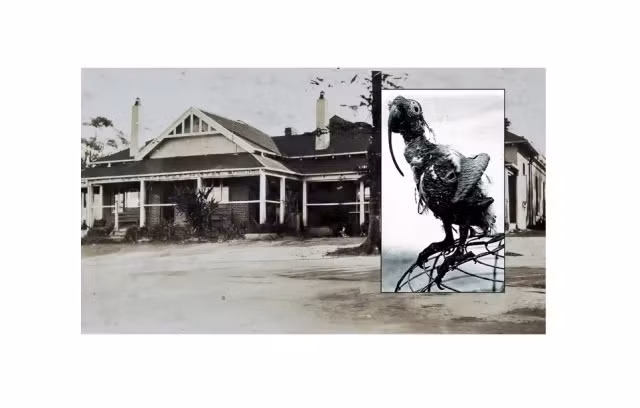 Trên thực tế, con vẹt mào Cocky Bennett sống thọ tới 120 tuổi. Nó đã sống lâu hơn ít nhất hai người chủ. Theo nhà sử học Catie Gilchrist, con vẹt này đã trải qua 78 năm đầu tiên đi khắp thế giới cùng thuyền trưởng George Ellis - người điều khiển con tàu tham gia hoạt động giao thương ở quần đảo South Sea. 