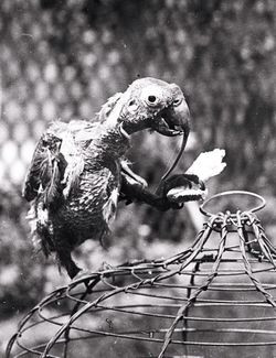 Theo Gilchrist, con vẹt mào Cocky Bennett nói rất nhiều, khá hài hước nên được mọi người yêu quý. Cocky được đặt trong chiếc lồng ở mái hiên trước của khách sạn. Tại nơi đó, nó có thể nhìn thấy khách ra vào. Con vẹt mào này có những câu cửa miệng hài hước, nổi tiếng, trong đó ấn tượng là câu: "Nếu tôi có thêm lông, tôi sẽ bay được". 