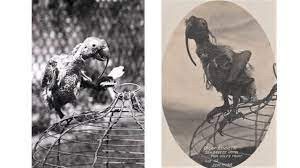 Khi ông Ellis qua đời năm 87 tuổi, Cocky Bennett được giao cho cháu trai để chăm sóc. Sau khi đi vòng quanh thế giới 7 lần cùng với người chủ thứ hai, con vẹt này sống cùng cặp đôi Joseph và Sarah Bowden. 