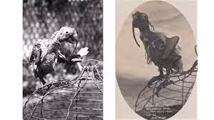 Khi ông Ellis qua đời năm 87 tuổi, Cocky Bennett được giao cho cháu trai để chăm sóc. Sau khi đi vòng quanh thế giới 7 lần cùng với người chủ thứ hai, con vẹt này sống cùng cặp đôi Joseph và Sarah Bowden. 