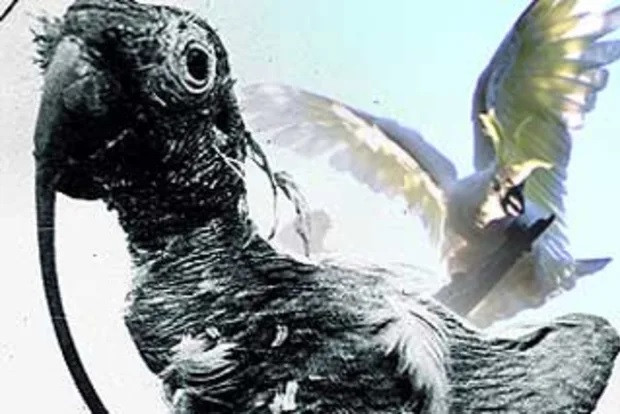 Theo các ghi chép, Cocky Bennett là con vẹt có bộ mào màu vàng nhạt nuôi trong nhà. Nó được kỳ vọng có thể sống 80 năm hoặc tương đương với tuổi thọ của người chăm sóc nó. 