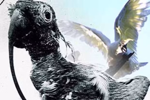 Theo các ghi chép, Cocky Bennett là con vẹt có bộ mào màu vàng nhạt nuôi trong nhà. Nó được kỳ vọng có thể sống 80 năm hoặc tương đương với tuổi thọ của người chăm sóc nó. 