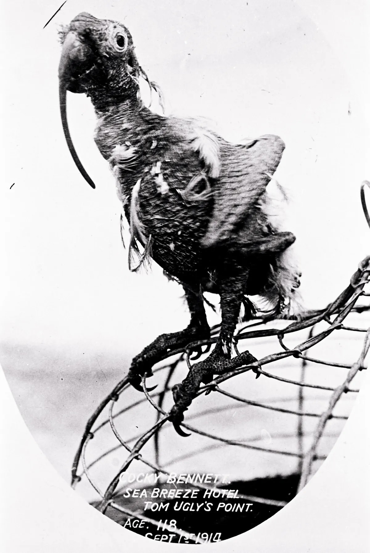 Thậm chí, con vẹt mào Cocky Bennett còn sinh ra trước khi phát hiện phiến đá Rosetta cổ xưa. Vào thời điểm nó qua đời năm 1916, xe tăng và súng máy đã thay thế ngựa và súng hỏa mai, máy bay có thể bay tự động, người dân London sử dụng thang máy để xuống ga tàu điện ngầm khi đi làm vào mỗi buổi sáng... 