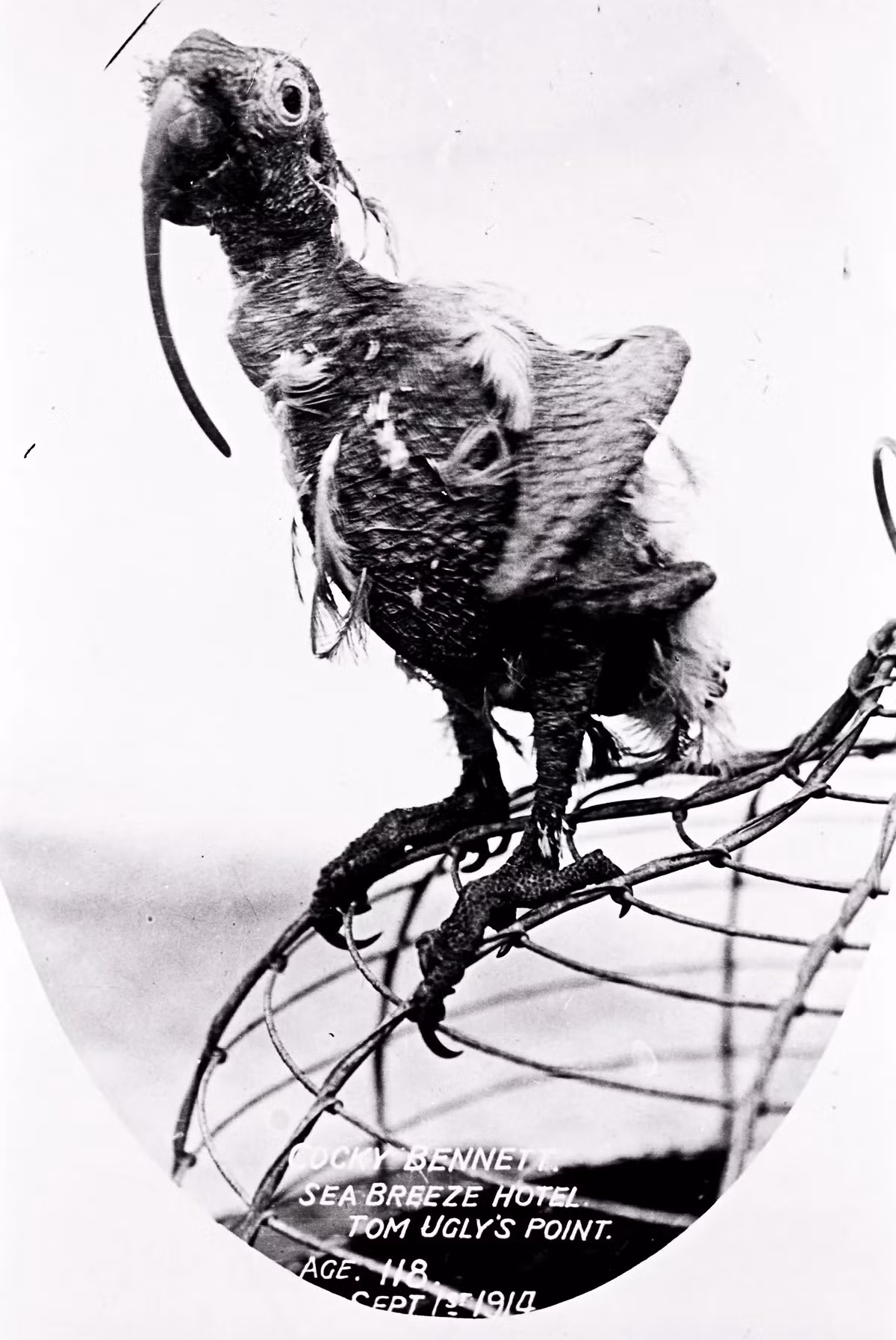 Thậm chí, con vẹt mào Cocky Bennett còn sinh ra trước khi phát hiện phiến đá Rosetta cổ xưa. Vào thời điểm nó qua đời năm 1916, xe tăng và súng máy đã thay thế ngựa và súng hỏa mai, máy bay có thể bay tự động, người dân London sử dụng thang máy để xuống ga tàu điện ngầm khi đi làm vào mỗi buổi sáng... 