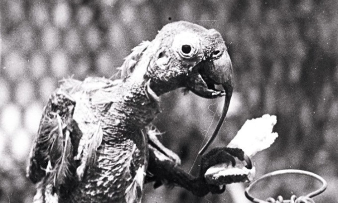 Với việc sống thọ 120 tuổi, con vẹt mào Cocky Bennett chào đời khi ông George Washington trở thành Tổng thống Mỹ và Napoleon chỉ là một người lính vô danh trong quân đội Pháp. 