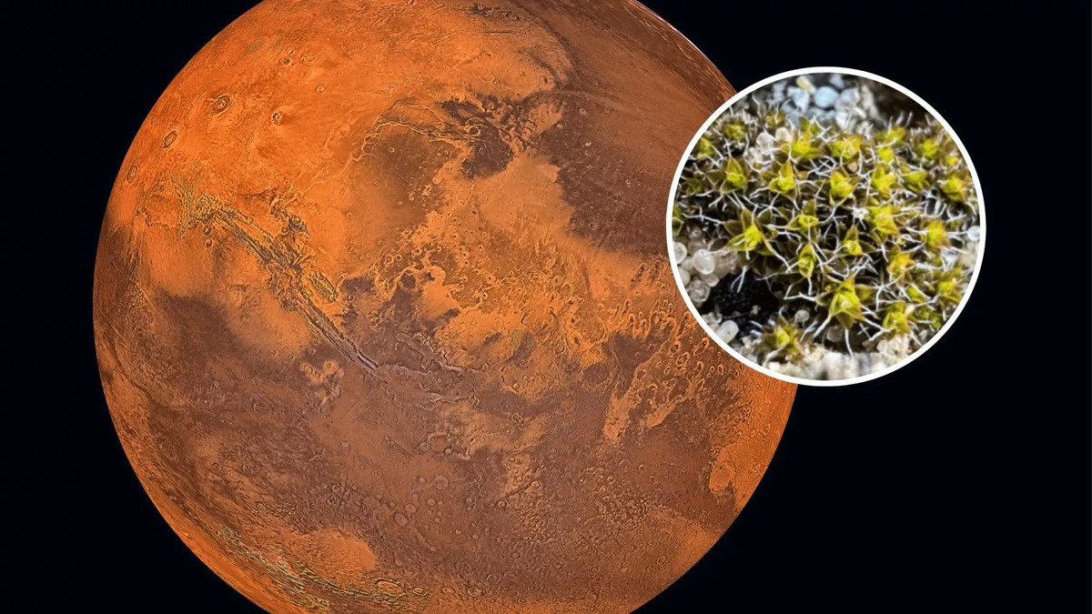 Các nhà khoa học Trung Quốc mới công bố kết quả nghiên cứu đáng chú ý. Họ cho hay, Syntrichia caninervis (S. caninervis) - loại rêu được tìm thấy trong môi trường sa mạc khắc nghiệt từ Tây Tạng đến Nam Cực - có thể giúp "phủ xanh" sao Hỏa.