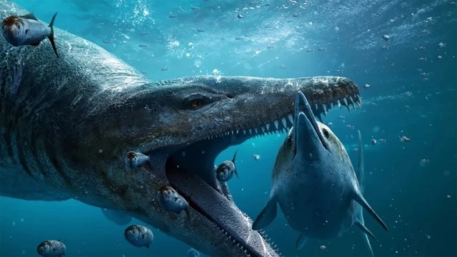 Nhờ vậy, loài Pliosaur có thể săn và ăn thịt những con mồi có kích thước cơ thể to lớn. Nghiên cứu của các chuyên gia chỉ ra loài này có lực cắn rất mạnh, gấp nhiều lần cá sấu nước mặn - loài có bộ hàm khỏe nhất thế giới hiện nay.