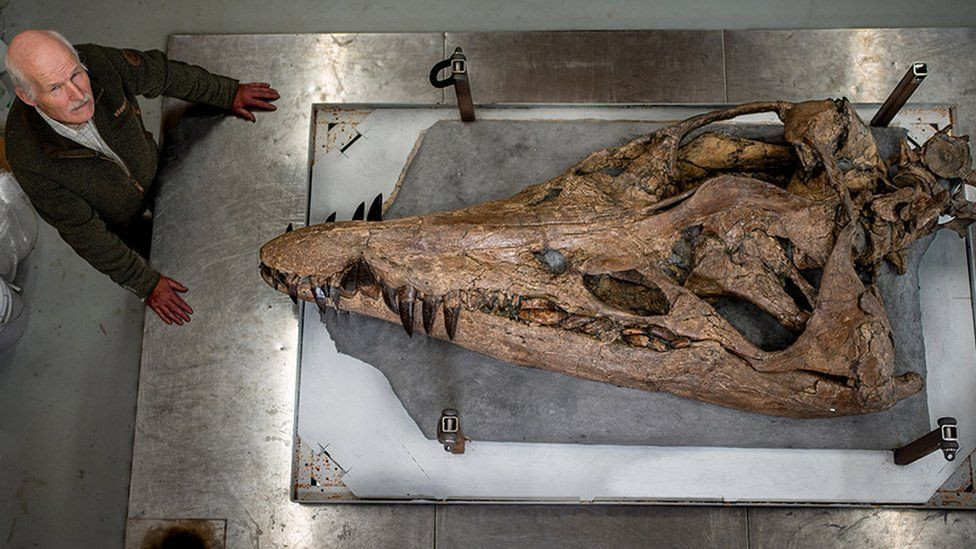 Nhà cổ sinh vật học địa phương Steve Etches cho hay hóa thạch được chôn sâu trong vách đá, cách mặt đất khoảng 11m và cách vách đá 15m.