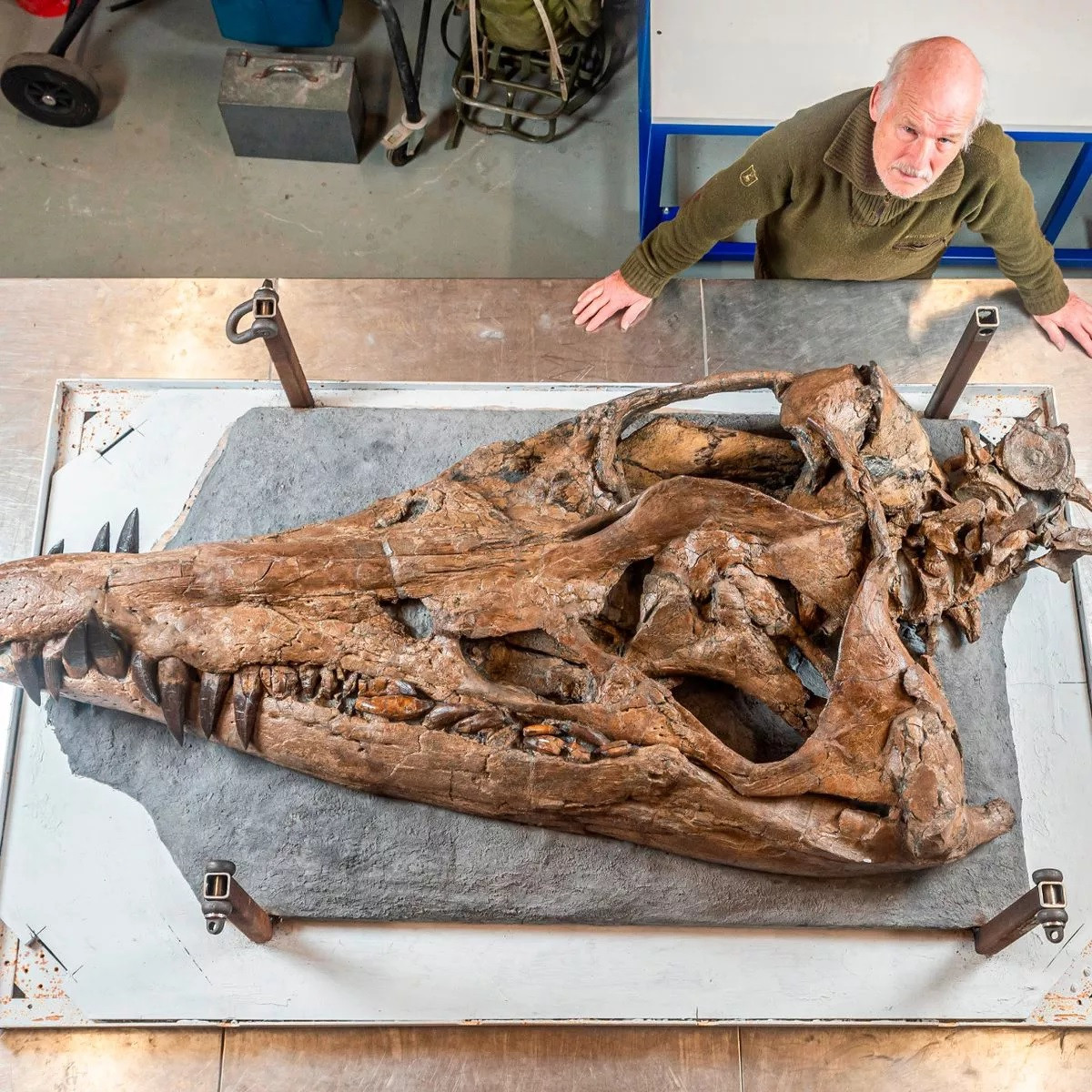 Việc khai quật hóa thạch của quái vật này là nhiệm vụ vô cùng khó khăn và nguy hiểm. Bởi lẽ, đoàn khảo cổ phải chạy đua với thời gian khi thời tiết tốt trước lúc cơn bão mùa Hè ập đến và vách đá bị xói mòn có thể cuốn bay hóa thạch cực quý hiếm này.