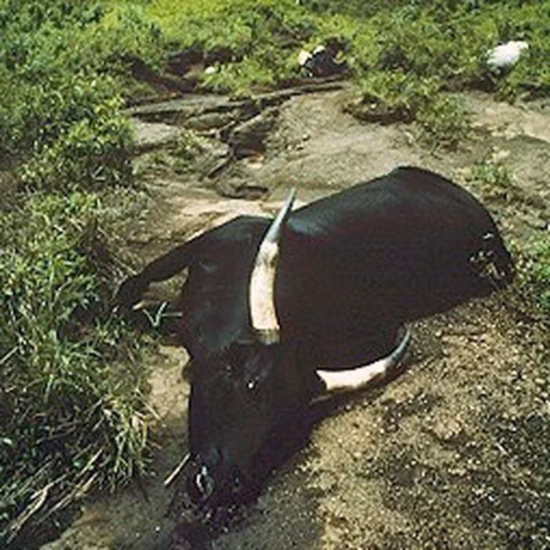 Đám mây CO2 nguy hiểm trên cao khoảng 100m rồi nhanh chóng lan ra xung quanh. Theo đó, hơn 1.746 người thiệt mạng và khoảng 8.000 vật nuôi, động vật hoang chết chỉ trong một đêm.