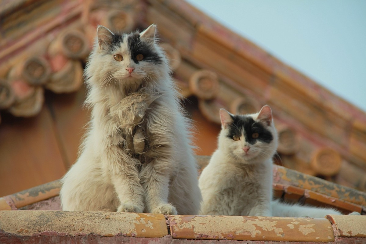 Bên cạnh đội ngũ nhân viên bảo vệ và các lớp an ninh, kho tàng cổ vật quý hiếm ở Tử Cấm Thành còn được "canh gác" bởi các "ngự miêu". Theo ban quản lý di tích Tử Cấm Thành, bên trong cung điện được UNESCO công nhận là Di sản thế giới vào năm 1987 có khoảng 200 con mèo.