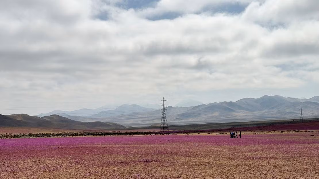Cesar Pizarro, trưởng bộ phận bảo tồn đa dạng sinh học tại Tổ chức Lâm nghiệp Quốc gia Chile (CONAF), cho hay lượng mưa 11 - 12 mm trong tháng 4 kết hợp với mây thấp che phủ dày đặc, làm ướt mặt đất mỗi đêm cũng giúp thực vật phát triển.