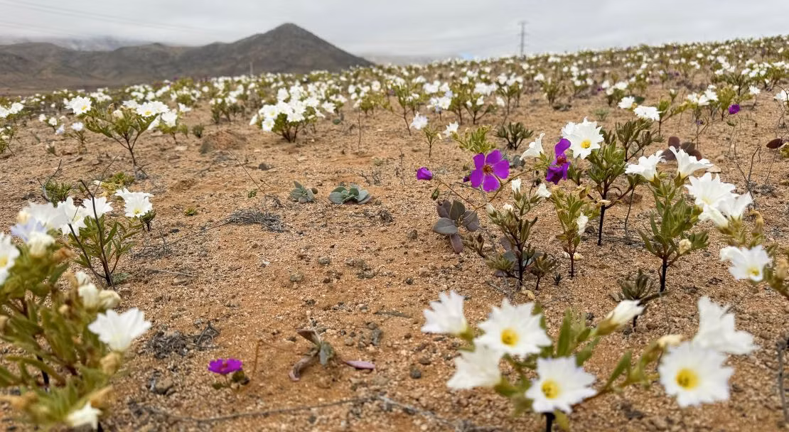 Theo các chuyên gia, hiện tượng "desierto florido" (sa mạc nở hoa) xảy ra ở sa mạc Atacama vài năm một lần. Khi ấy, những khu vực cằn cỗi của sa mạc thường chỉ có cát và đá bỗng trở thành khu vườn rộng lớn với 200 loài hoa đua nở.