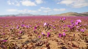 Nhiều người không khỏi bất ngờ, thú vị khi nhìn thấy những dải hoa màu tím phủ khắp sa mạc Atacama ở Chile. Việc thực vật nở hoa ở một nơi khắc nghiệt như Atacama, đặc biệt là giữa mùa đông nghe có vẻ kỳ lạ. Không những vậy, hiện tượng nở hoa xảy ra sớm hơn dự kiến vài tháng.