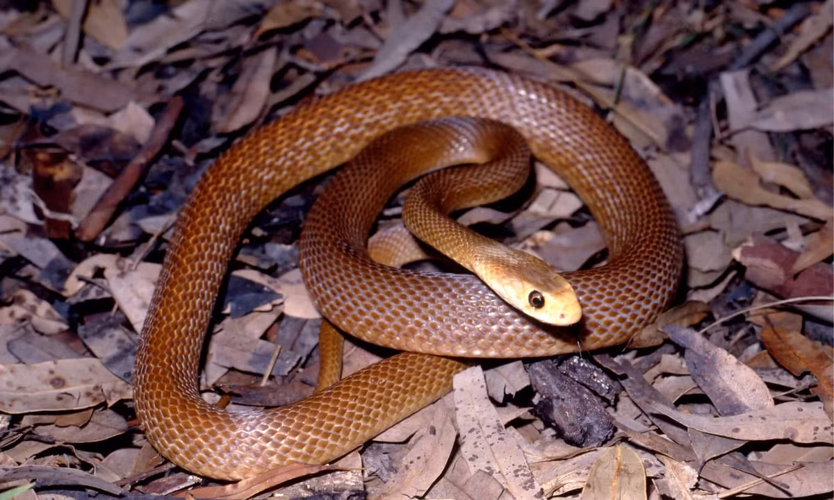 Theo Bảo tàng Australia, khi trưởng thành, mỗi cá thể rắn taipan duyên hải thường dài 2m. Chúng có phần đầu hình chữ nhật với mũi màu xanh xám và đôi mắt lớn màu nâu vàng. Phần thân có màu sắc đa dạng từ vàng tới đỏ nâu, nâu sẫm và đen.