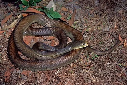 "Cyclone là một trong những con rắn nguy hiểm nhất ở công viên, nổi tiếng khó dự đoán và khiến chúng tôi căng thẳng mọi lúc", Billy Collett, quản lý hoạt động ở Công viên bò sát Australia, cho biết.