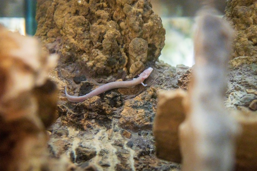 Manh giông là động vật ăn thịt, dài 30cm, có khả năng tái tạo chi, sống tới 100 tuổi, chỉ đẻ trứng một hoặc hai lần trong suốt chục năm