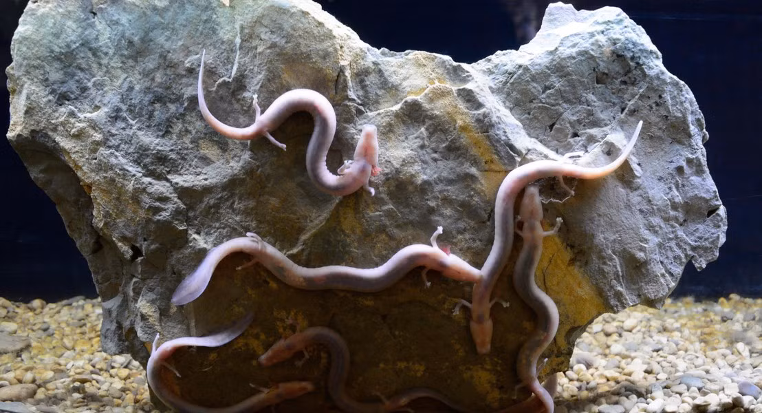 Đặc biệt nhất ở hang động Postojna là có sự sống của loài sinh vật kỳ lạ - loài manh giông mù, được ví như "rồng non" vì có ngoại hình giống với sinh vật được mô tả trong truyền thuyết