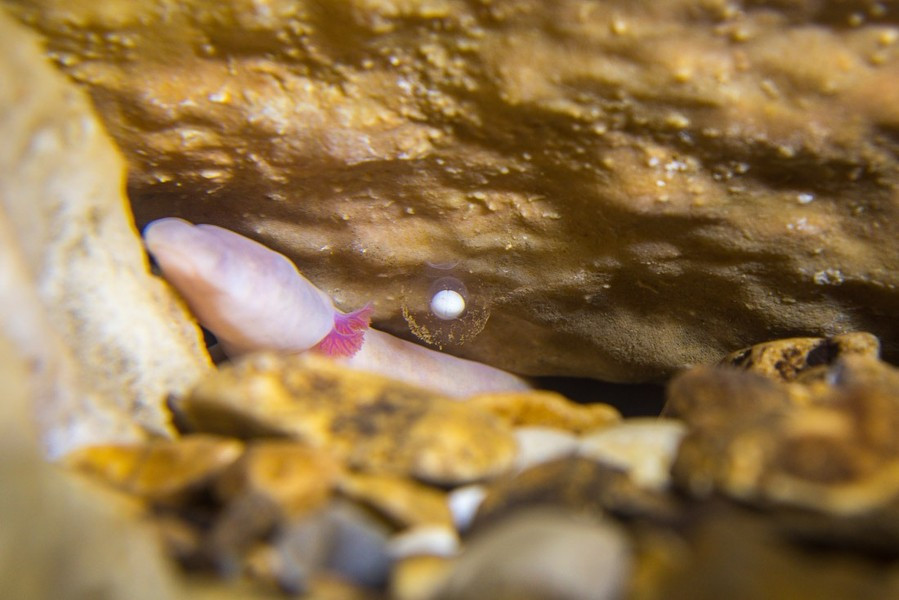 Song chúng là loài sinh vật thân thiện, có thể nhịn đói trong thời gian dài đến hàng chục năm và thích ăn giun