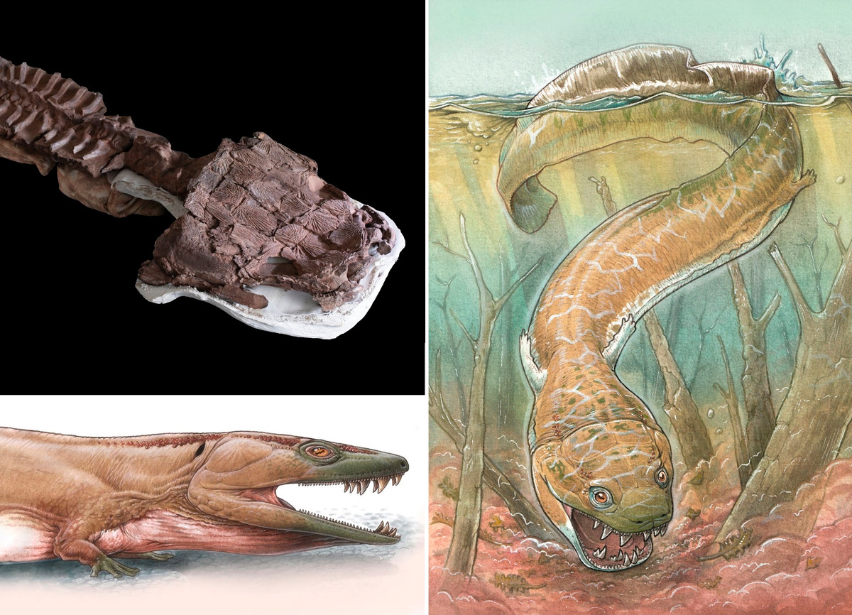 Theo các nhà khoa học, Gaiasia jennyae sống chủ yếu ở môi trường đầm lầy với hình dáng giống kỳ nhông. Chúng có 4 chân, đuôi giống cá để có thể bơi lội dưới nước.