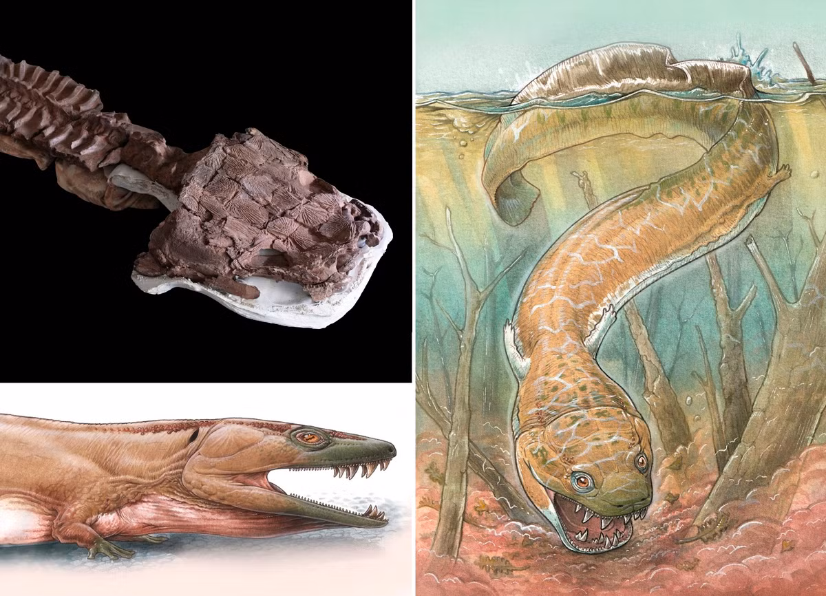 Theo các nhà khoa học, Gaiasia jennyae sống chủ yếu ở môi trường đầm lầy với hình dáng giống kỳ nhông. Chúng có 4 chân, đuôi giống cá để có thể bơi lội dưới nước.