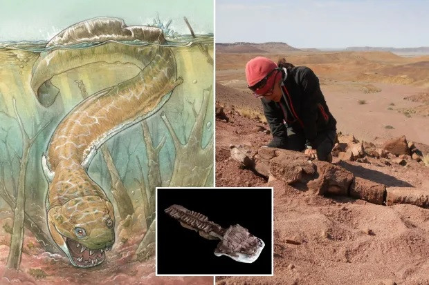 Tuy nhiên, thủy quái Gaiasia jennyae đáng sợ hơn cá voi xanh khi có những chiếc răng nanh khổng lồ, mọc chi chít bên trong miệng giúp cắn xé con mồi tới chết rồi thưởng thức bữa ăn ngon lành.