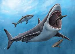 Cá mập Megalodon là một trong những siêu thủy quái từng thống trị đại dương thời cổ đại. Với kích thước cơ thể to lớn nặng từ 50 - 60 tấn và chiều dài cơ thể từ 18 - 23m, Megalodon là loài cá mập ăn thịt lớn nhất thế giới.
