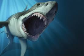 Nhiệt độ cơ thể trung bình của cá mập Megalodon khoảng 27 độ C, duy trì ở mức cao hơn khoảng 7 độ C so với nhiệt độ nước biển xung quanh. Điều này giúp nó trở thành kẻ săn mồi đáng sợ cũng như có khả năng tiêu hóa thức ăn tốt.