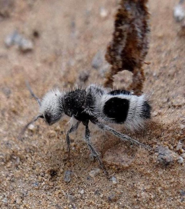 Loài kiến gấu trúc có xu hướng sống ở khu vực nhiều cát để dễ dàng săn mồi và tìm tổ của côn trùng khác nhằm đẻ trứng vào. Loài ong bắp cày này giao phối trong không trung. Khi ấy, con đực có cánh sẽ nhấc con cái không bay được lên.