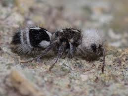 Ong bắp cày có khả năng tạo ra âm thanh chói tai bằng cách cọ các bộ phận cơ thể như chân hoặc râu để xua đuổi kẻ thù hoặc phát tín hiệu để ghép đôi với "đối tác". Dù nhiều loài ong bắp cày khác trong họ Mutillidae có thể phát ra âm thanh tương tự nhưng tiếng ồn mà kiến gấu trúc tạo ra lại đạt tới mức siêu âm.