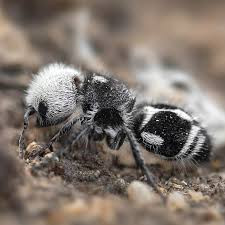 Sau khi giao phối, ong cái sẽ chui xuống dưới lòng đất, tìm nơi thích hợp để đẻ trứng. Chúng không tự đào tổ riêng mà đẻ trứng vào tổ của côn trùng khác như ong đất. Khi trứng nở, chúng sẽ ăn ấu trùng của vật chủ.