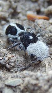 Tiếp đó, chúng phát triển bên trong tổ và chuyển từ ấu trùng thành nhộng rồi trở thành con kiến gấu trúc trưởng thành. Một con ong cái có thể đẻ tới 2.000 quả trứng trong vòng đời kéo dài 2 năm.