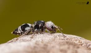 Theo National Geographic, màu sắc đặc biệt trên chỉ có ở kiến gấu trúc cái. Đây là tín hiệu xua đuổi, cảnh báo động vật săn mồi về vòi chích nọc độc cực mạnh của chúng.