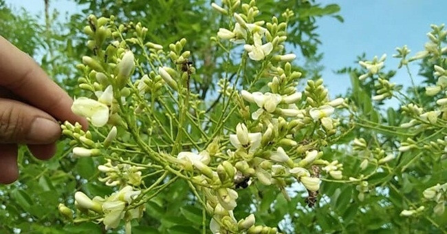 Loai hoa moc dai la thuoc bo cho nguoi tang huyet ap