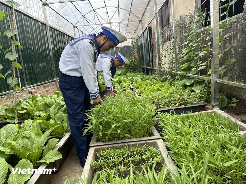 Trên đảo An Bang không có giếng nước ngọt, chất đất là cát sạn, san hô nên việc trồng rau xanh được các chiến sĩ trên đảo chăm chút cẩn thận. (Ảnh: Thùy Giang/Vietnam+)
