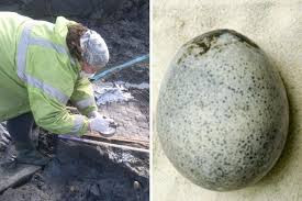 Do đó, việc khai quật được một quả trứng nguyên vẹn được đánh giá là phát hiện vô cùng quan trọng. Các nhà nghiên cứu hy vọng thông qua nghiên cứu những quả trứng khoảng 1.700 tuổi có thể xác nhận loài vật đẻ quả trứng, từ đó tìm thêm thông tin về môi trường mà chúng sinh sống.