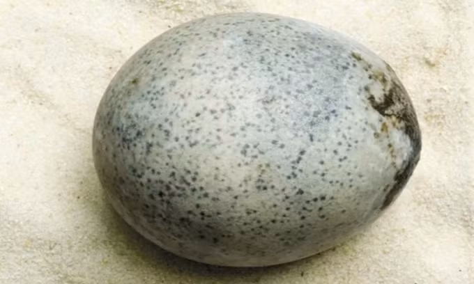 Những quả trứng rất dễ vỡ. Do đó, khi phát hiện chúng, các chuyên gia tiến hành vô cùng tỉ mỉ để tránh làm hư hại. Dù vậy, một số quả trứng cổ xưa vẫn bị vỡ trong quá trình khai quật.