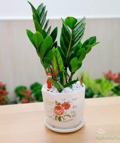 Cây kim tiền cung cấp oxy, thanh lọc không khí, giúp căn nhà có thêm những khoảng không gian thoáng mát.