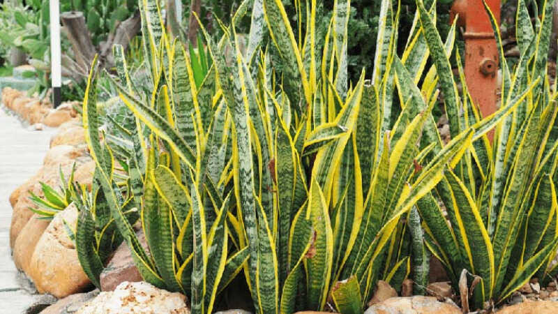 Trong phong thủy, cây lưỡi hổ có hình dáng giống như lưỡi kiếm nên được xem là tượng trưng cho khí phách người quân tử, có chí hướng vươn lên trong cuộc sống.