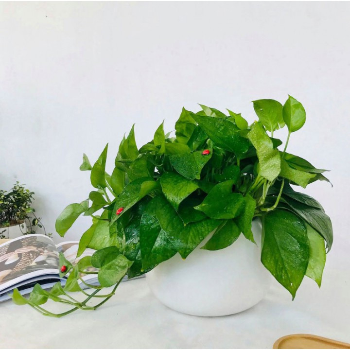 Theo chuyên gia phong thủy, cây trầu bà là loại cây tượng trưng cho tài lộc, thịnh vượng và mang đến may mắn cho gia chủ.