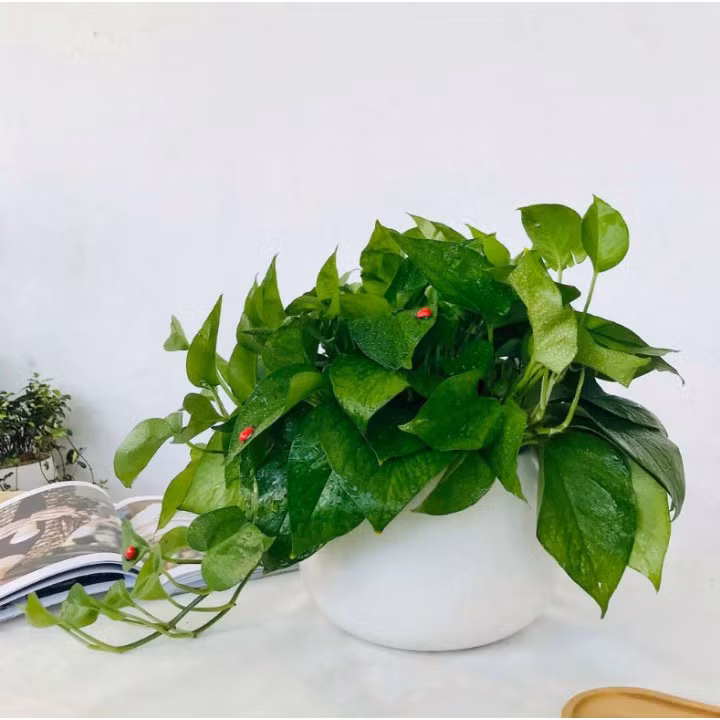 Theo chuyên gia phong thủy, cây trầu bà là loại cây tượng trưng cho tài lộc, thịnh vượng và mang đến may mắn cho gia chủ.