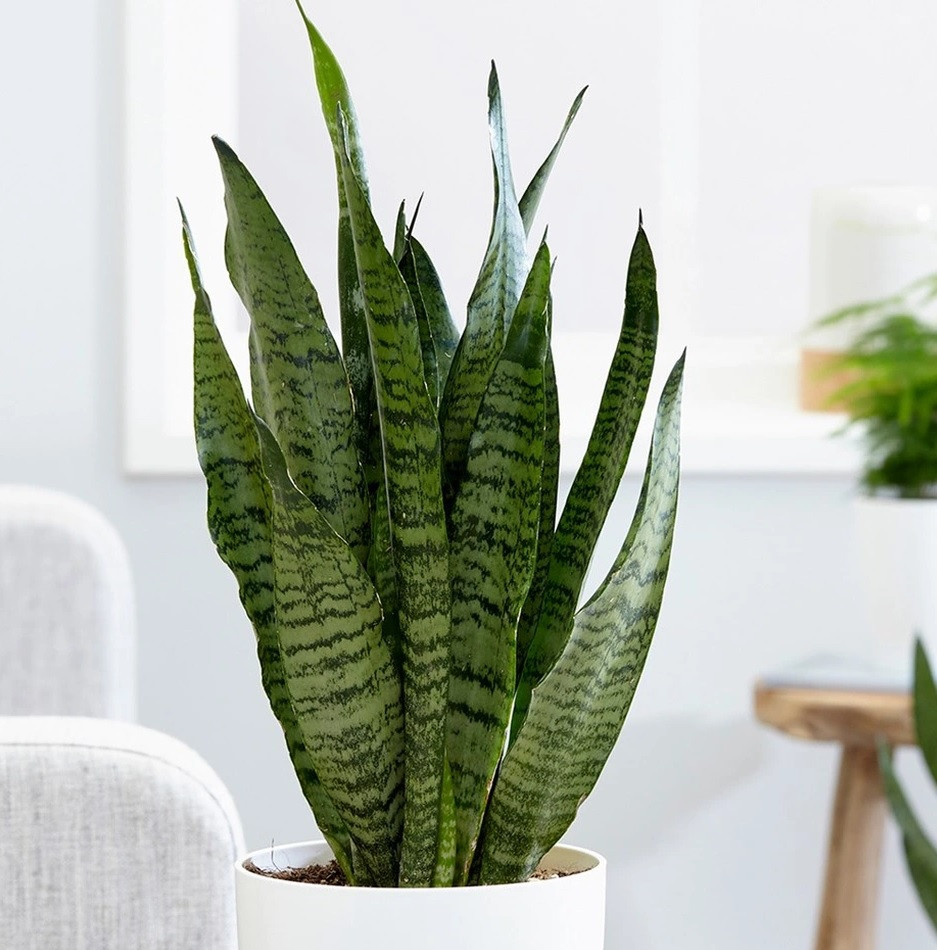 Một loại cây phong thủy khác được nhiều gia đình trồng trong nhà để "hút" tài lộc là cây lưỡi hổ. Có nguồn gốc từ vùng nhiệt đới, cây lưỡi hổ có thân dạng dẹt, mọng nước, trên thân thường có 2 màu xanh và màu vàng dọc từ gốc đến ngọn. Loại cây này có ưu điểm lớn trong việc thanh lọc không khí, cung cấp oxy, loại bỏ độc tố trong không khí…