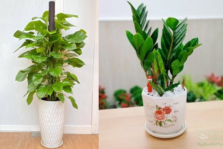 Việc trồng cây xanh trong nhà không chỉ có tác dụng trang trí mà còn có thể giúp làm sạch không khí, giảm độc tố, bức xạ của các thiết bị điện tử. Thêm nữa, các chuyên gia cho hay việc trồng cây phong thủy trong nhà giúp gia chủ chiêu tài, hút lộc và gặp nhiều may mắn.