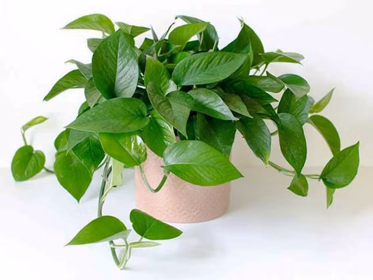 Cây trầu bà là một trong những cây phong thủy được nhiều gia đình lựa chọn bày trí trong nhà. Thuộc cây thân thảo, dạng leo, đây là một trong những loại cây lọc khí hiệu quả, có khả năng hấp thụ chất độc từ khói thuốc, xăng xe, bức xạ điện tử…