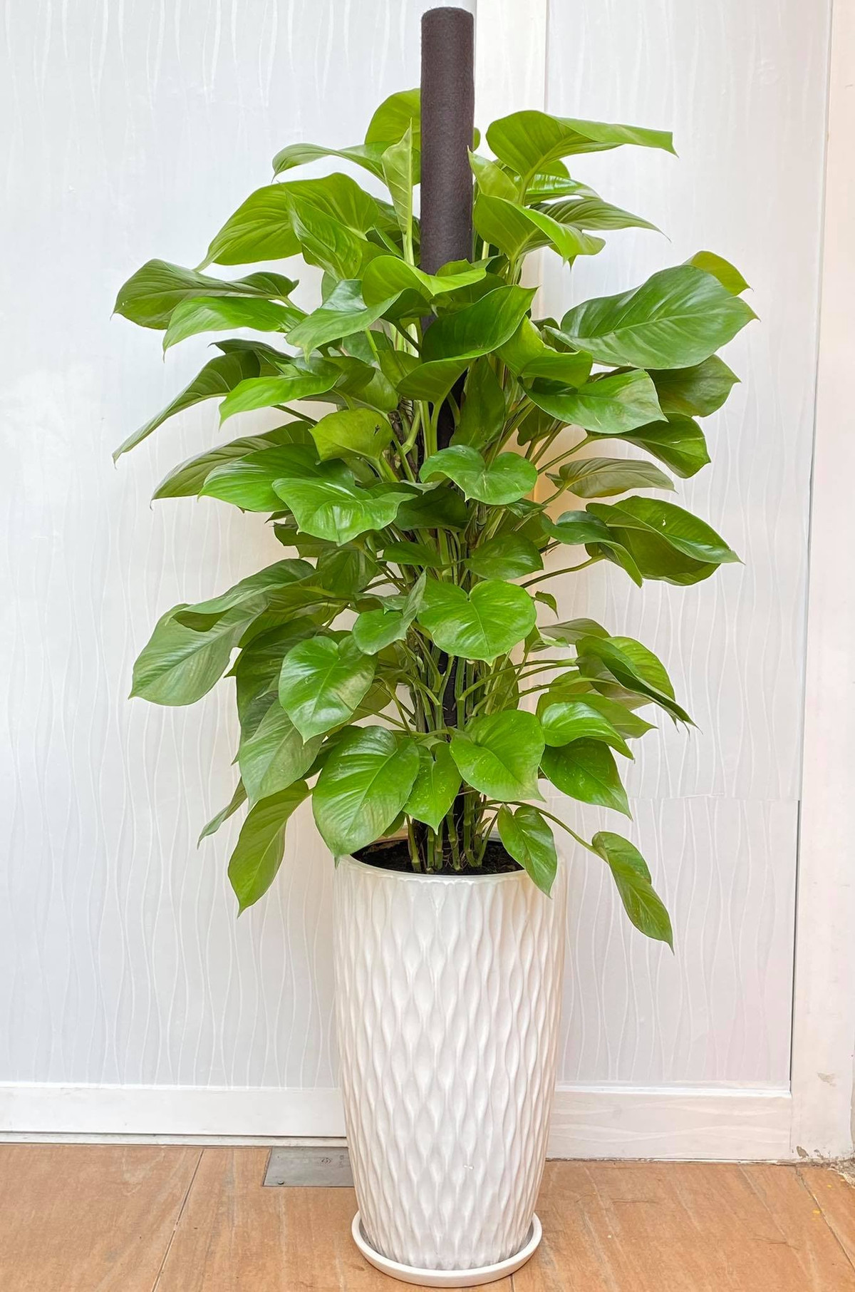 Với hình dáng mềm mại, uyển chuyển nên cây trầu bà cũng tượng trưng cho sự nỗ lực, không ngừng vươn lên trong sự nghiệp. Vì vậy, nhiều người bày trí loại cây phong thủy này ở trong bàn làm việc, góc phòng hay ban công.