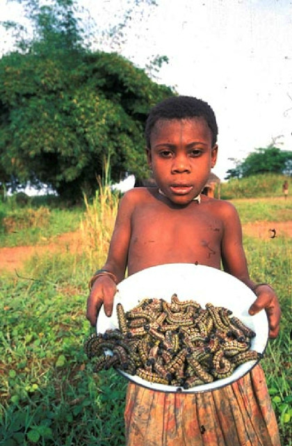 Nam giới Pygmy thường mặc một mẩu da nai trong khi phụ nữ dùng một hoặc 2 chùm lá xanh được thay mới mỗi ngày để che bộ phận sinh dục.