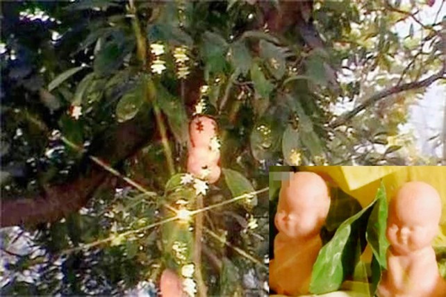 Chỉ cần ngửi quả nhân sâm thì cũng có thể sống thọ 360 tuổi. Vậy nên, ăn được một quả nhân sâm thì người đó sẽ có thêm 47.000 năm tuổi thọ.