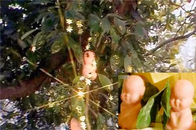 Chỉ cần ngửi quả nhân sâm thì cũng có thể sống thọ 360 tuổi. Vậy nên, ăn được một quả nhân sâm thì người đó sẽ có thêm 47.000 năm tuổi thọ.