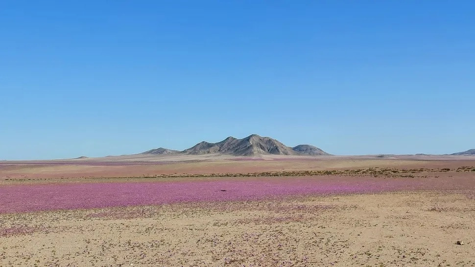 Hai loài hoa đầu tiên nở rộ ở sa mạc Atacama là: "pata de guanaco" (Cistanthe grandiflora ) với những bông hoa màu đỏ tươi và Nolana baccata có hoa màu trắng.